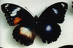 Hypolimnas bolina bilateral gynandromorph (Internet Image property of respective owner, non-commercial use only)